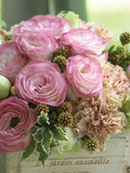 Lisianthus, Croma Pink Picotee (Eustoma Grandeflorum) - 20 pelleted seeds seeds bulk
