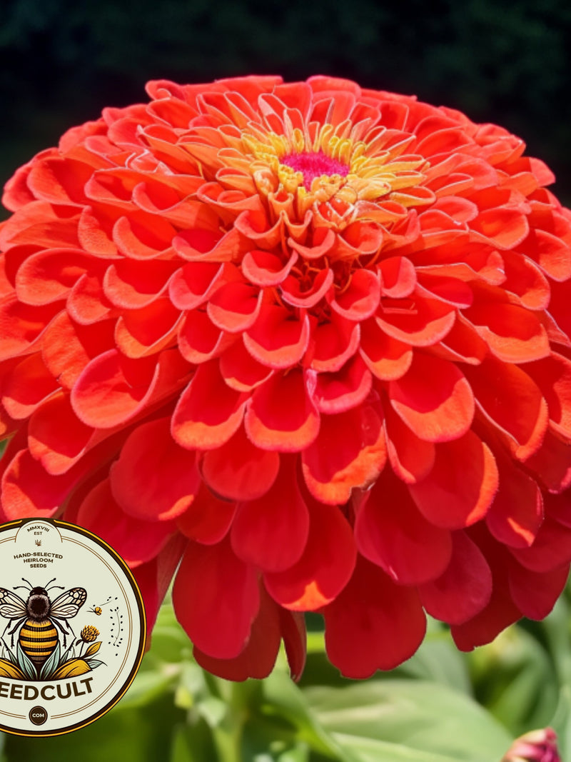 Benarys Giant Orange Zinnia Seeds, Largest Giant Zinnias, Zinnia Elegans ZE2125 flower seeds