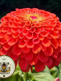 Benarys Giant Orange Zinnia Seeds, Largest Giant Zinnias, Zinnia Elegans ZE2125 flower seeds