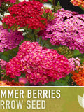Summer Berries Yarrow Seeds, Heirloom Achillea Millefolium, Pollinator Garden seeds bulk