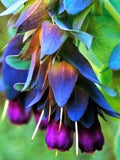Cerinthe Major - Purpurascens - seeds flower seeds