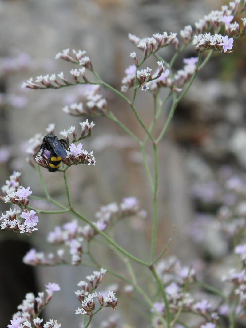 GERMAN STATICE Limonium Tataricum Goniolimon Cut-Flower Arrangement, 50 Seeds flower spore