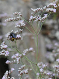 GERMAN STATICE Limonium Tataricum Goniolimon Cut-Flower Arrangement, 50 Seeds flower spore