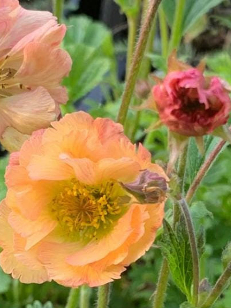 Geum Rivale Water Avens Indian Chocolate Seeds, 15 Seeds flower spore