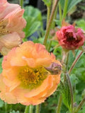 Geum Rivale Water Avens Indian Chocolate Seeds, 15 Seeds flower spore
