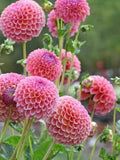 Dahlia Mix Pompon Double Seeds, Dahlia Pinnata Variabilis, Cottage Garden Flower, Cut Flower, 15 Seeds flower seeds