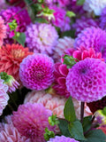 Dahlia Pompon Double Mix Seeds Ð Cottage Garden Cut Flower Bouquet, 15 Seeds flower seeds