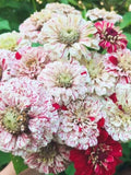 30+ Peppermint Stick Zinnia Mix Seeds / Zinnia elegans / Cottage Garden Flower / Summer Flower /(G147) F flower seeds