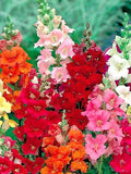 Snapdragon 'Trumpet Serenade' Flower Seeds, Antirrhinum majus, Cut Flower, Pollinator Friendly, 50 Seeds flower spore