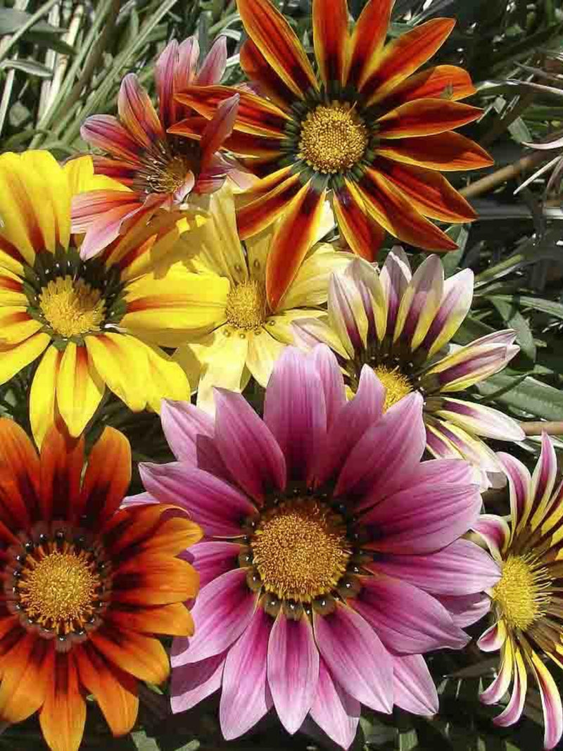 Gazania Splendens Amaretto F1 Flower seeds flower spore