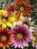 Gazania Splendens Amaretto F1 Flower seeds flower spore