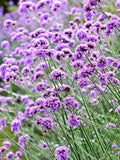 35 Verbena bonariensis seeds---Flower seedsÑ-plant seedsÑ-Gardening---seeds---gift flower seeds