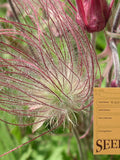 Prairie Smoke - Geum triflorum - Ontario Canada Native Wildflower Seeds flower seeds