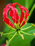 Gloriosa Lily Seeds, Gloriosa Superba GS0110R FLOWER DELIVERY