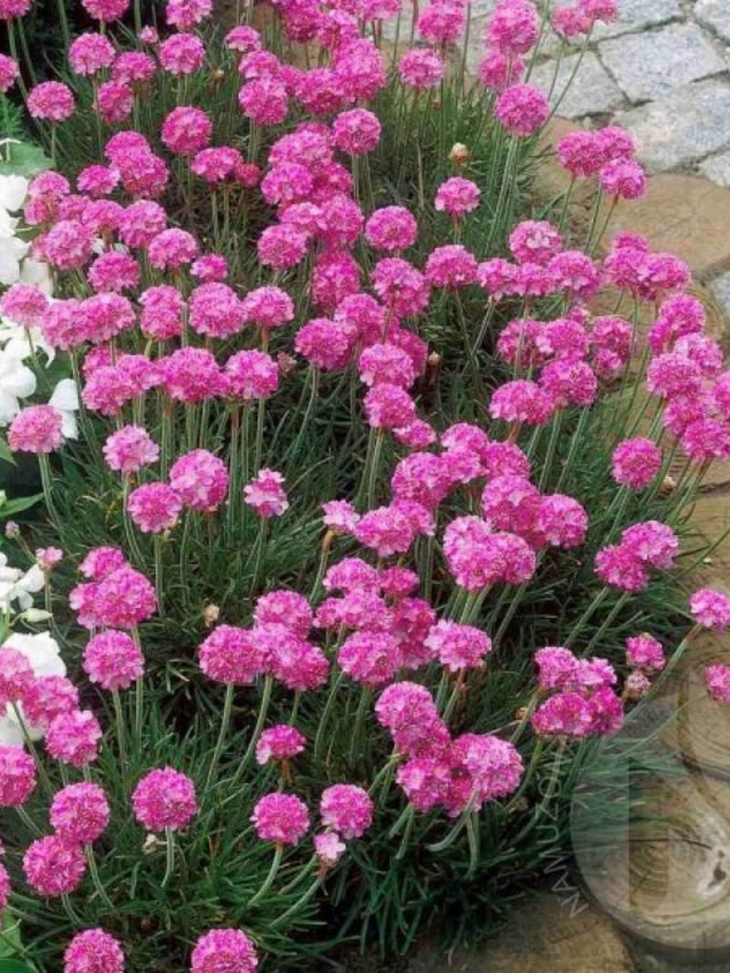 Armeria maritima 'Splendens' - Sea Thrift Pink Perennial Flower Seeds, 20 Seeds flower seeds