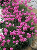 Armeria maritima 'Splendens' - Sea Thrift Pink Perennial Flower Seeds, 20 Seeds flower seeds