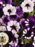 Purple Tie Dye Shock Wave Petunia Seeds, Pelleted for easier sowing and germination, Petunia Hybrida PE6410P flower seeds