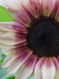 ProCut Plum Sunflower: Bicolor Blooms, Single Stem Cut Flower Type, 10 Seeds flower seeds