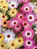 Livingstone Daisy Mix, DOROTHEANTHUS bellidiformis, Cottage Garden, 100 Seeds flower seeds