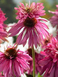 Echinacea Seeds - Double Scoop Cranberry Coneflower - Perennial Flower Seeds, 5 Seeds flower seeds