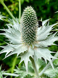 Silver Sea Holly Seeds - Eryngium Maritimum - Edible, Beautiful, and Perennial flower spore