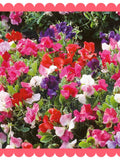 Sweet Peas Flower Seeds - Sweet Scent Cut Flowers or Window Basket  / Bijou Mix of Colours / Bush Style Hanging Basket Sweet Peas flower seeds