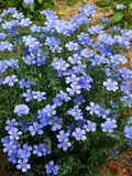 50+ Linum Blue Flax Perennial Seeds / Linum perenne / Cottage Garden Flower (G136) F flower spore