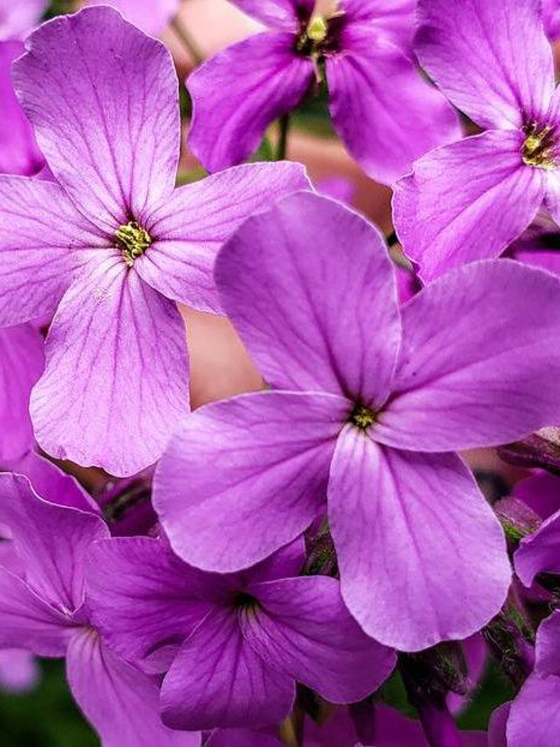 ROYAL WILDFLOWER Silene Armeria Seeds - CATCHFLY Flower l Garden Catchfly l None So Pretty Catchfly l Sweet Williams Wild Flower Seeds seeds bulk