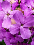 ROYAL WILDFLOWER Silene Armeria Seeds - CATCHFLY Flower l Garden Catchfly l None So Pretty Catchfly l Sweet Williams Wild Flower Seeds seeds bulk