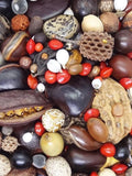 mix tropical seeds, 300 grams of remarkable undrilled seeds for jewellerie seeds bulk
