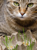 200+ CAT GRASS SEEDS - Cat Grass good Natural Treat for Cats Dogs Bunnies and Pet Guinea Pigs to Snack | Oat Cat Grass - Catgrass Bulk Seeds seeds bulk