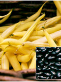 PENCIL POD YELLOW Bush Bean Seeds - Eastern Wax Bush Beans / Pencil Pod Black Bush Beans / Canadian Heirloom Bean Seeds seeds bulk