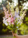 Magic Fountains Seed Pastel Mix  Wildflowers  English Garden  Wedding Flowers Cut Flowers  Bee  Bouquet Flowers - 50 seeds seeds bulk