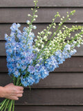Magic Fountains Seed sky blue  Wildflowers  English Garden  Wedding Flowers Cut Flowers  Bee  Bouquet Flowers - 50 seeds flower spore