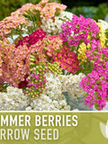 Summer Berries Yarrow Seeds, Vibrant Colors, Pollinator Garden, 50 Heirloom Seeds seeds bulk