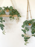 Silk Eucalyptus Hanging Plant in Textured Concrete Pot with Jute Twine or as Floating Shelf Decor Plant -  Farmhouse, Boho Decor Plant, Faux faux plants