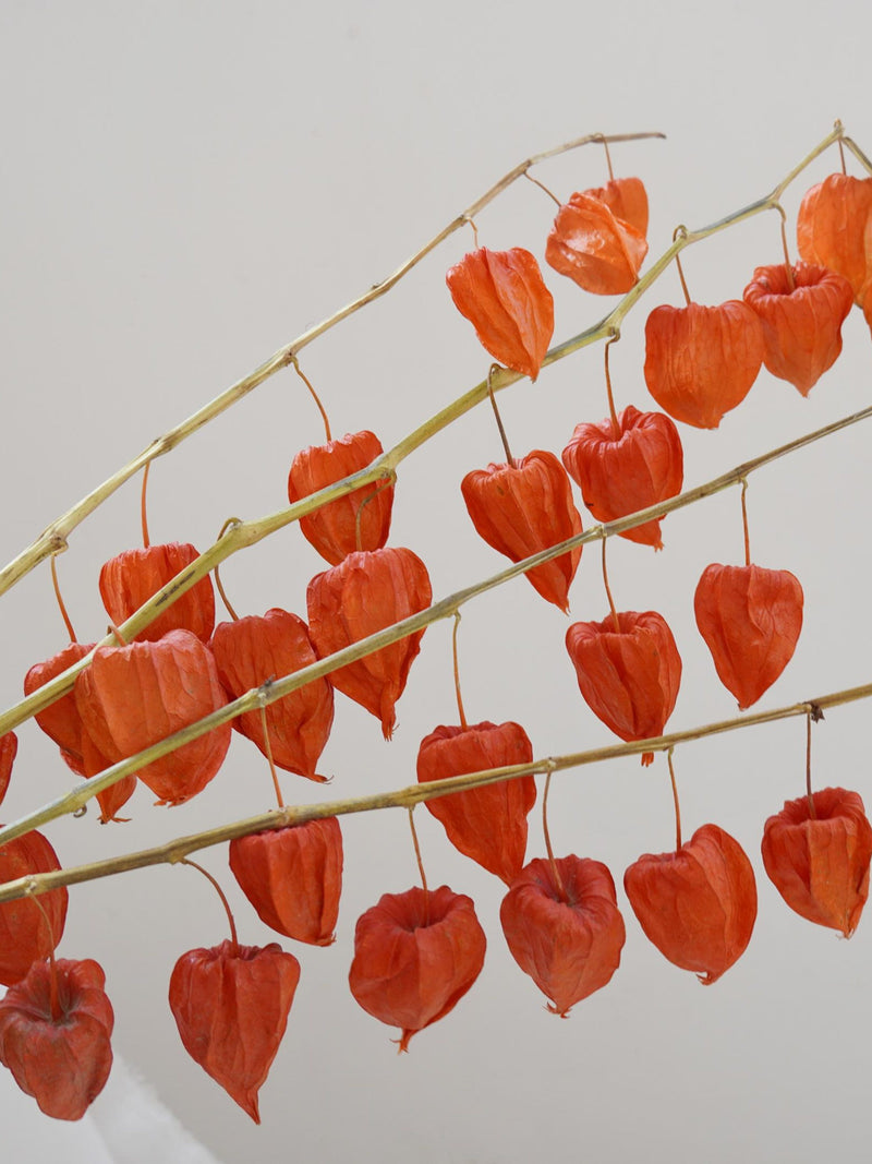 Dried physalis branch with orange lantern-shaped pods, hanging
