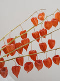 Dried physalis branch with orange lantern-shaped pods, hanging