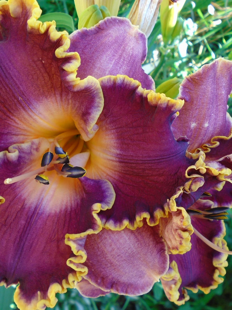 DAYLILY MIX Unique New Hybrids, Wide Range Of Colors Sizes, 10 Seeds seeds bulk