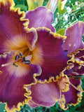 DAYLILY MIX Unique New Hybrids, Wide Range Of Colors Sizes, 10 Seeds seeds bulk