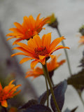 Rare PURPLE LEAVES HELIOPSIS Bleeding Hearts Red Flowers Scabra Hardy Perennial, 15 Seeds flower seeds