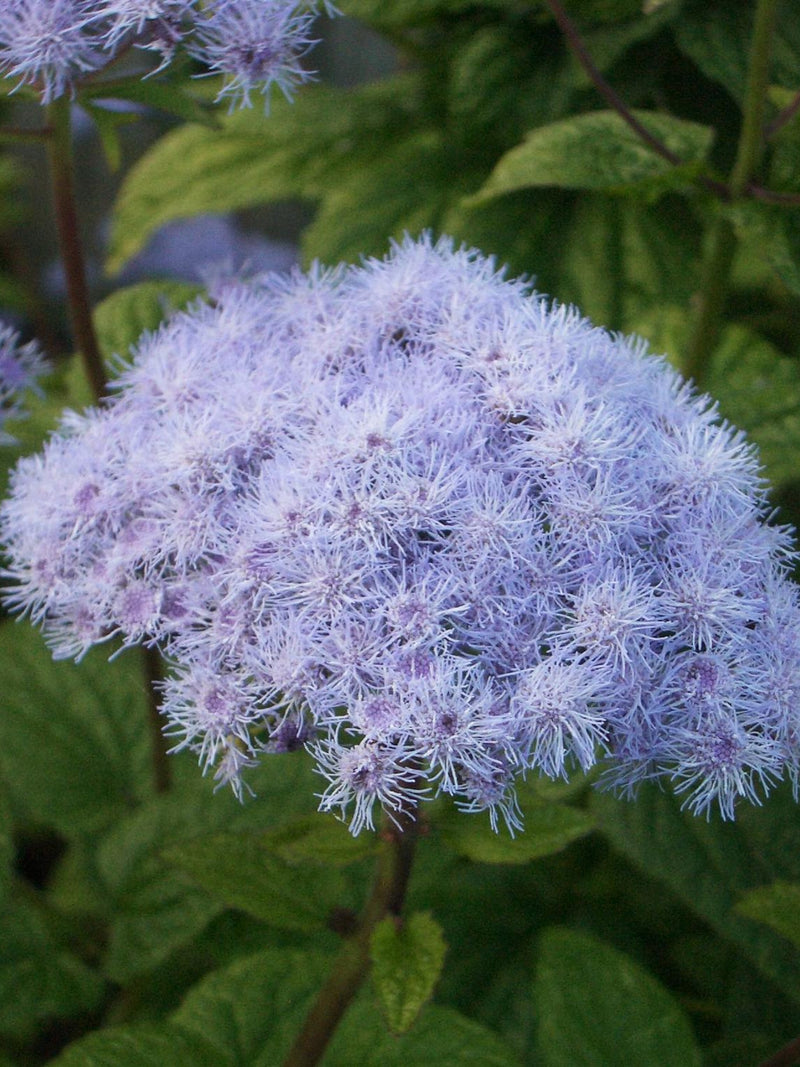 HARDY WILD AGERATUM, Mistflower, Boneset  Eupatorium Conoclinium Coelestinum, 25 Seeds flower spore