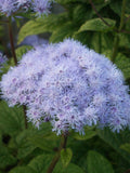HARDY WILD AGERATUM, Mistflower, Boneset  Eupatorium Conoclinium Coelestinum, 25 Seeds flower spore
