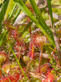 ROUND-LEAVED SUNDEW Drosera rotundifolia Carnivorous, 50 Seeds flower spore