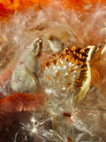 Bulk Showy Milkweed Seed Pods With Seeds and Fluff seeds bulk