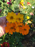 Sulphur Cosmos Seeds - Cosmos sulphureus - Orange Cosmos - Sulphur Cosmos - natural dye, pollinators, cut flowers flower spore