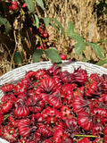 Roselle Hibiscus Seeds | Organic Tropical Tea Plant | Crimson Blooms | Grow Hibiscus Sabdariffa for Herbal Tea & Natural Dye | Non-GMO Seeds seeds bulk