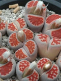 Lithops karasmontana v red top, living stone, 10 seeds [SEEDS ONLY] seeds bulk