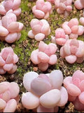 Echeveria Laui X Pachyphytum Oviferum Cheese, 10 seeds [SEEDS ONLY] seeds bulk
