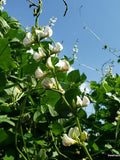 White Hyacinth Bean Vine Seeds (Lablab purpureus var. albus) flower seeds